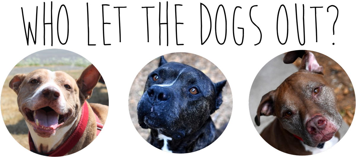 Heartland Humane - American Pit Bull Terrier (1200x579), Png Download