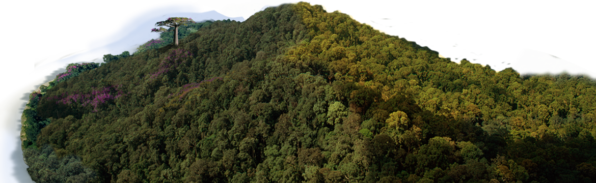 Chameleon - Mexican Pinyon (1170x360), Png Download