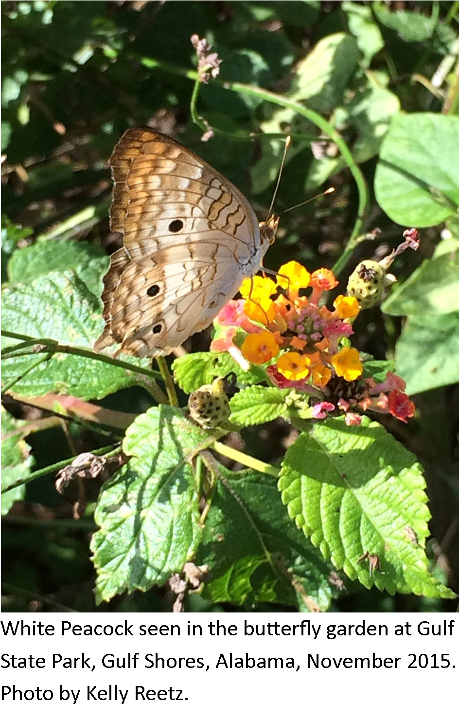 Whitepeacockcaption - Speckled Wood (butterfly (1050x1491), Png Download