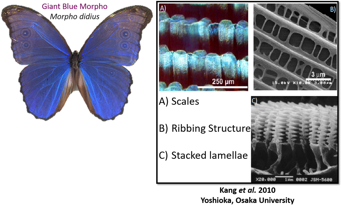 Liz/ @realscientists On Twitter - Pterin Pigment Of Butterfly (1200x754), Png Download
