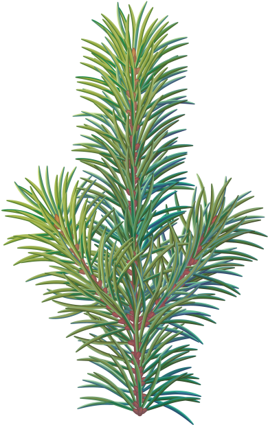 Pine Tree Branch - Christmas Tree (866x650), Png Download