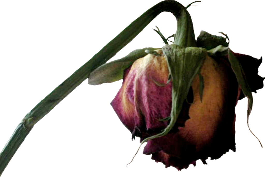 Dead Sticker - Transparent Dead Flower Clipart (1024x684), Png Download