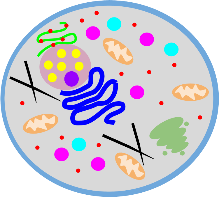 Location - Circle (898x740), Png Download