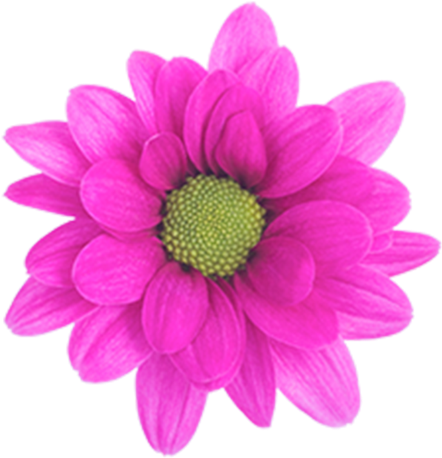 Daisy Purple Memphis Daisy Purple Memphis - Daisy (800x800), Png Download