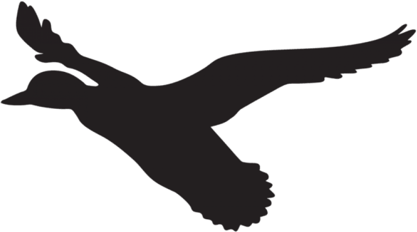 Flying Duck Silhouette Png (850x479), Png Download