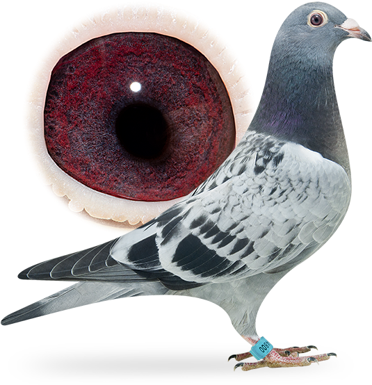 Nl16-1864800 - Rock Dove (556x565), Png Download