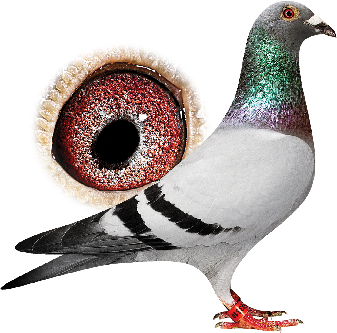 Breeder - Rock Dove (1200x1149), Png Download