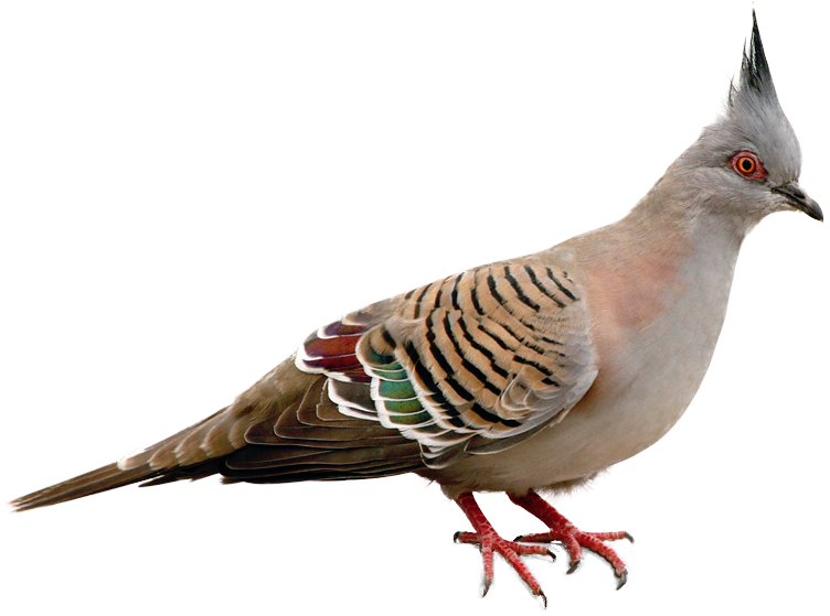 Masked Birds Crested Color - Crested Pigeon Png (812x558), Png Download