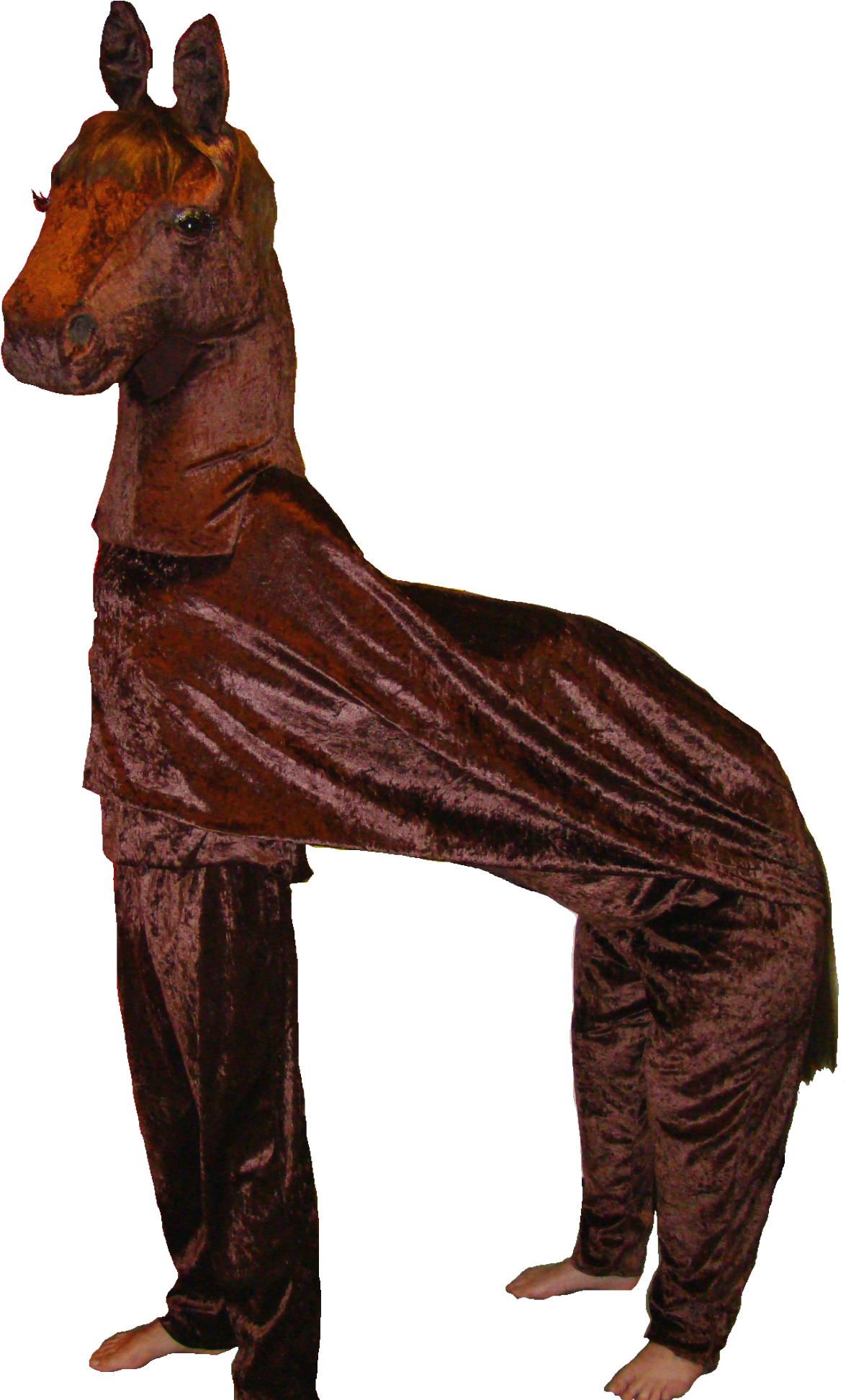 Horse - Okapi (2592x1944), Png Download