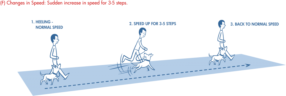 Go From Regular Focused Walking To A Sudden Jog Of - Dog Heel Position (1000x455), Png Download