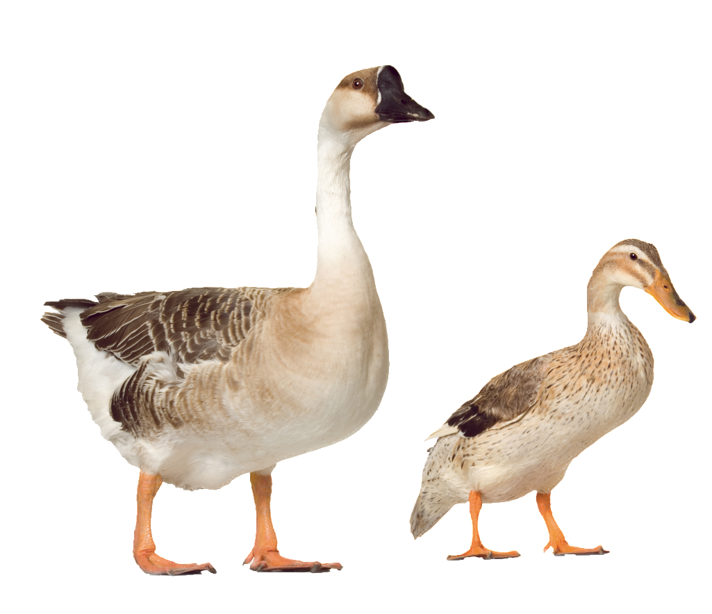 Beautiful And Beautiful Physical Poultry Png - Poultry (1024x1024), Png Download