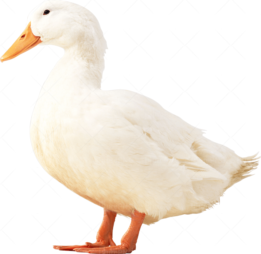 Duck (850x826), Png Download