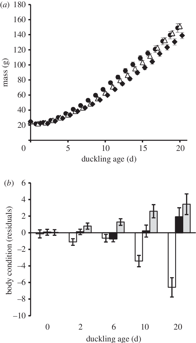 Average (a) Duckling Growth - Diagram (630x1098), Png Download