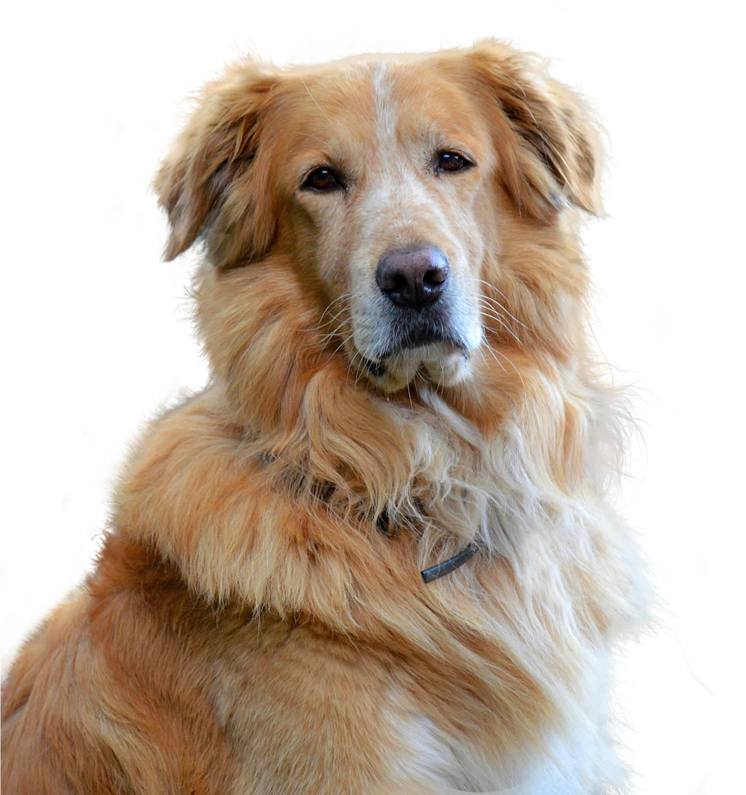 Embark Guide To Golden Retrievers - แชมพู สุนัข ขน สวย หนา นุ่ม (1793x1920), Png Download