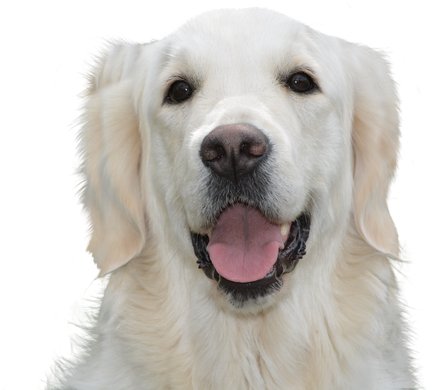 Dog Free, Golden Retriever, Pet, Hundeportrait, Young - Stop Dog From Licking Paws Home Remedy (960x640), Png Download