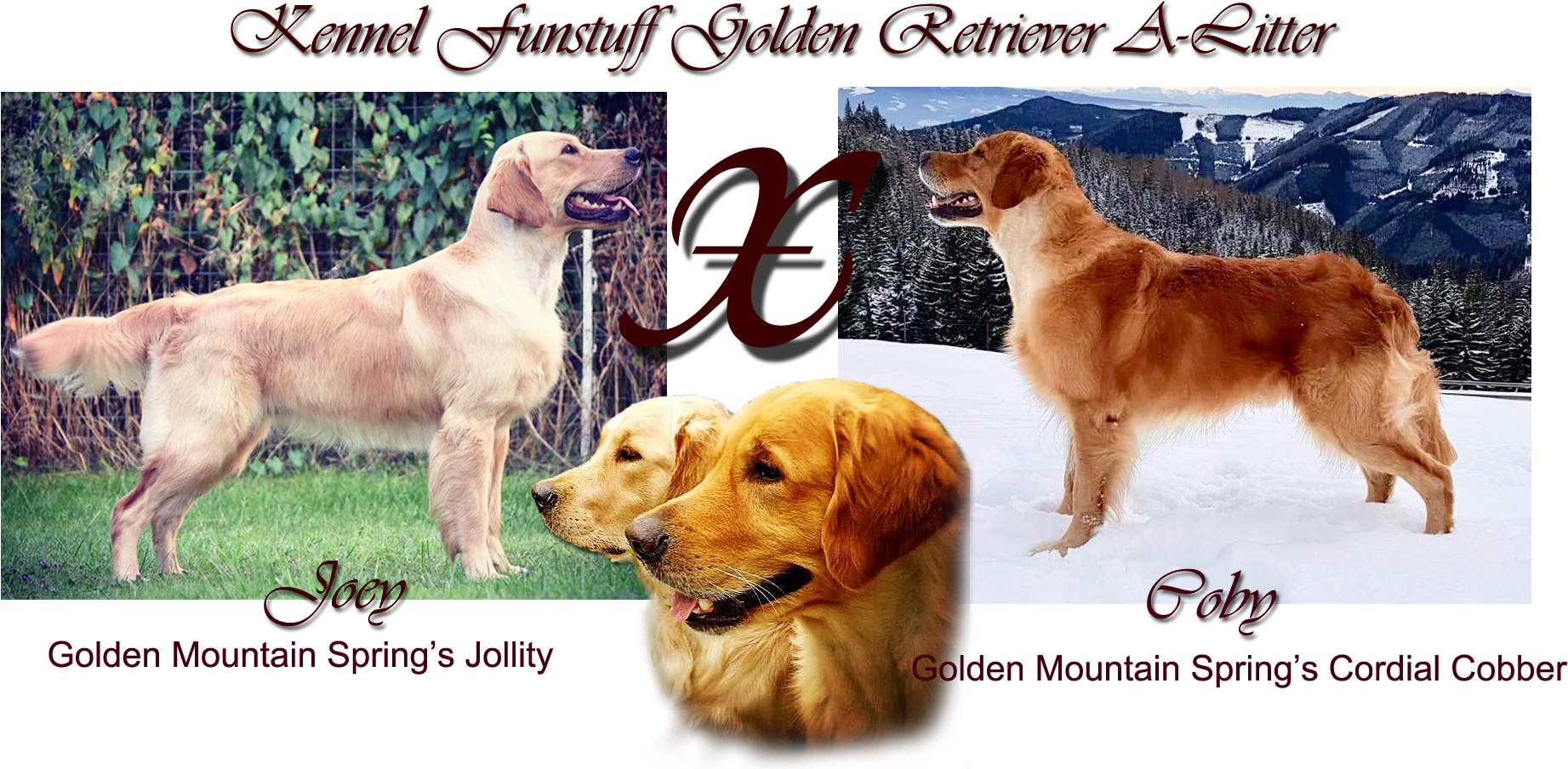 Golden Retriever A-litter Plan (1989x934), Png Download