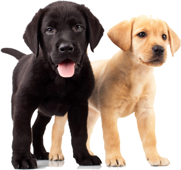 Golden Retriever Puppies - Yellow And Black Lab (650x650), Png Download