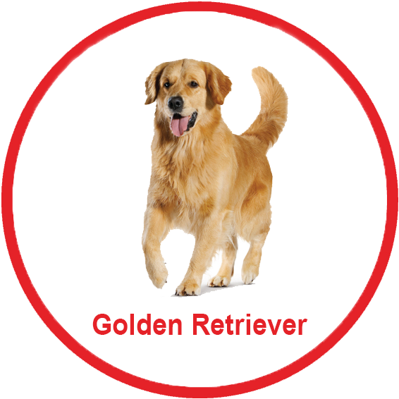 Royal Canin Malaysia - Malaysia Puppy Golden Retriever (603x603), Png Download