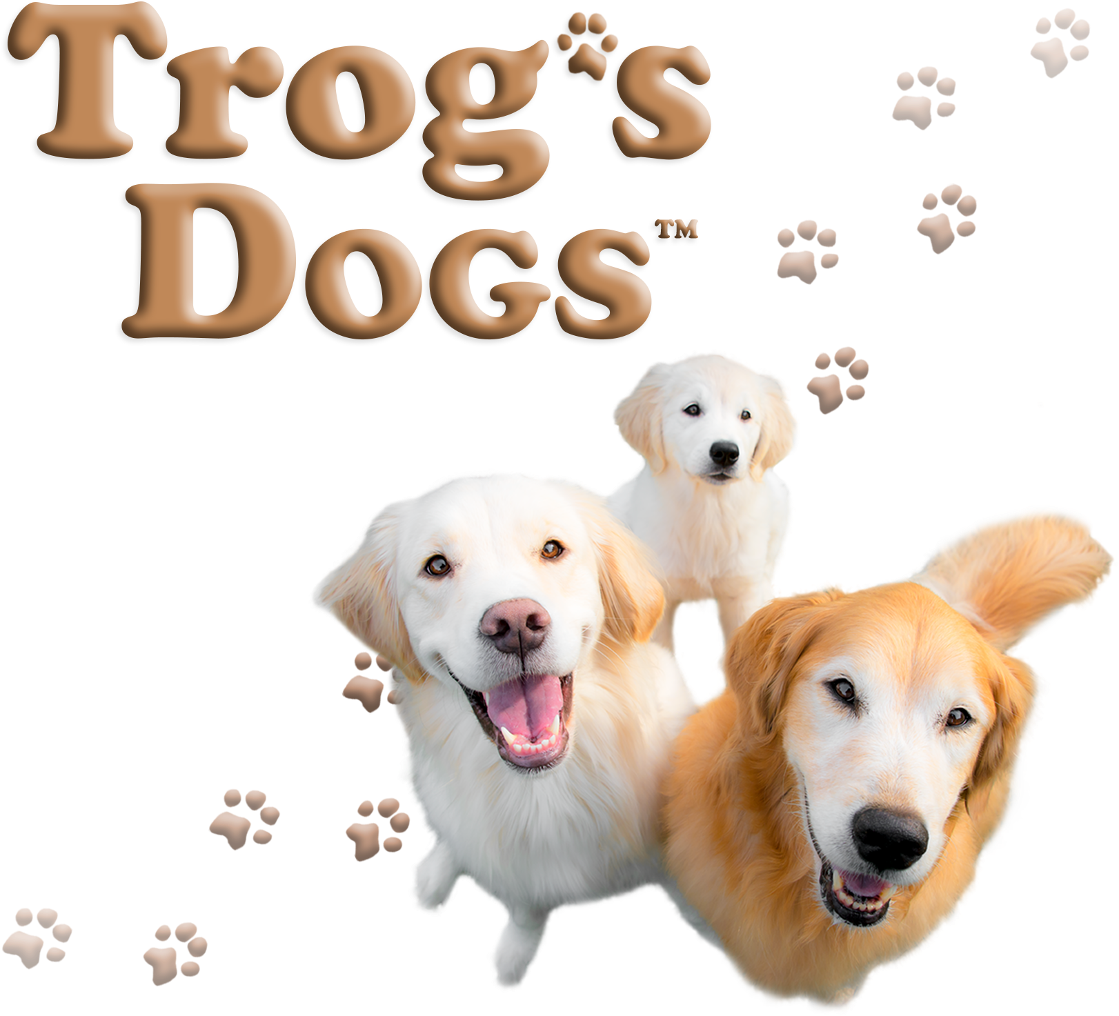 Labrador Retriever (1660x1660), Png Download