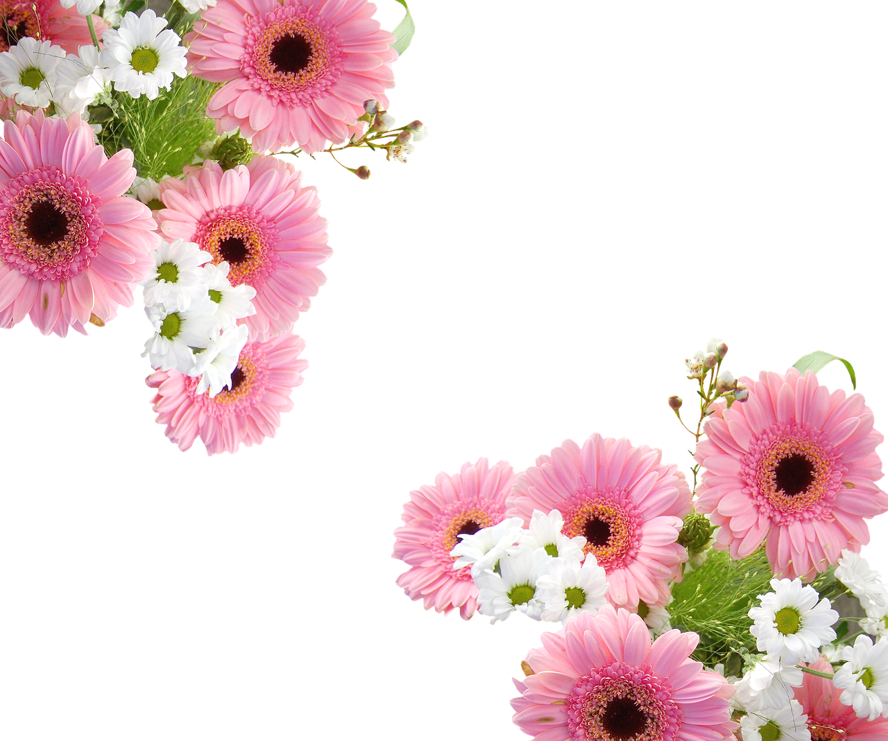 Gerbera Schnittblume Pink - Gerbera Png (1280x1069), Png Download