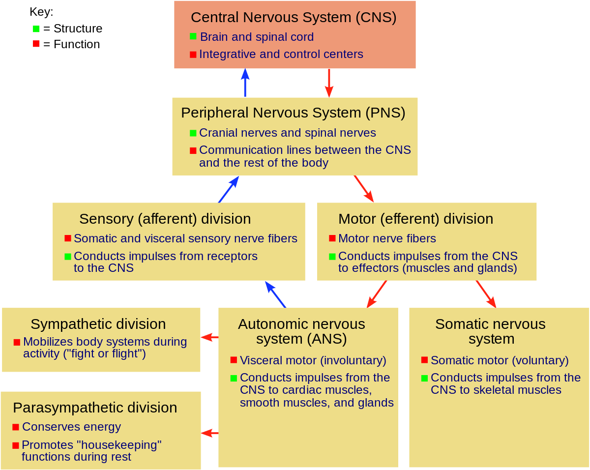 Motivation And Nervous System And Emotion - Fill In The Boxes And Indicate The Function Of Each (1200x956), Png Download