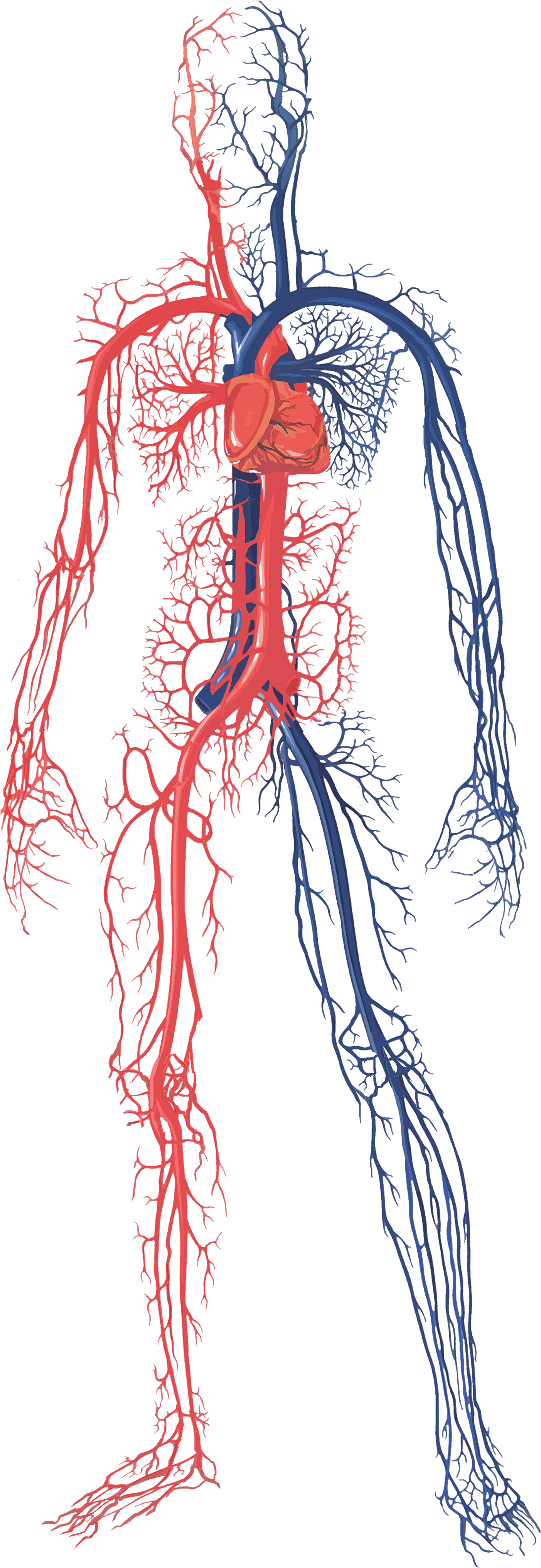 Female Circulatory System - Circulatory System Of A Human Body (3300x5100), Png Download