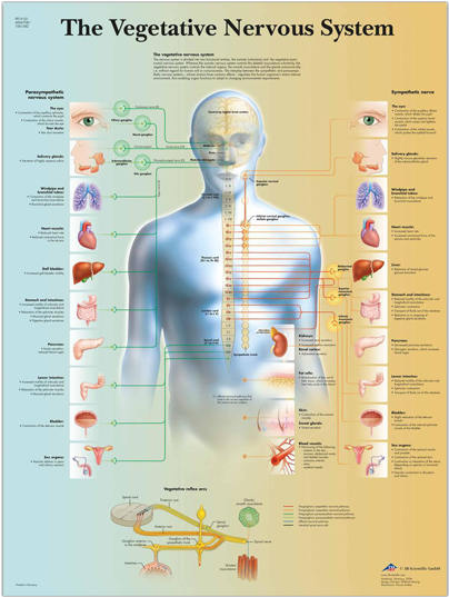 Vegetative Nervous System - Lamina Del Sistema Nervioso Vegetativo (720x540), Png Download