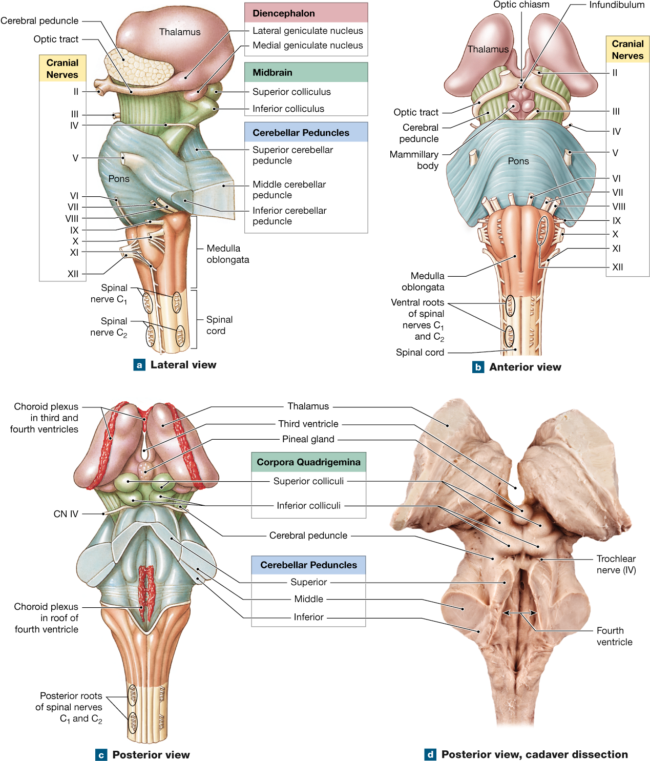 Cranial Nerves, Spinal Cord, Med School, Nervous System, - Brain Stem Anterior View (1278x1500), Png Download