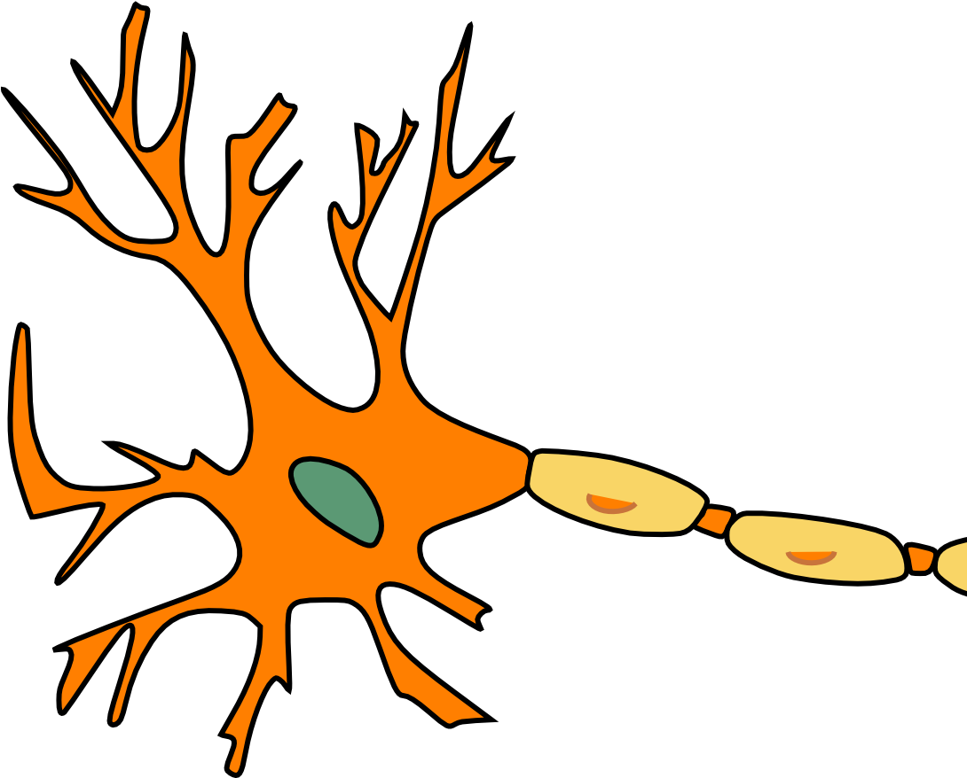 Neuron Pixabay 02052019 - Motor Neuron Not Labeled (1089x960), Png Download