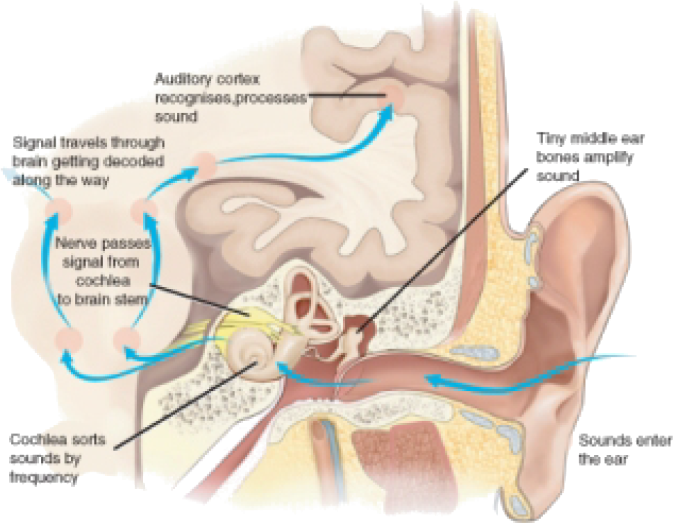 Mechanism Of Hearing (1017x803), Png Download