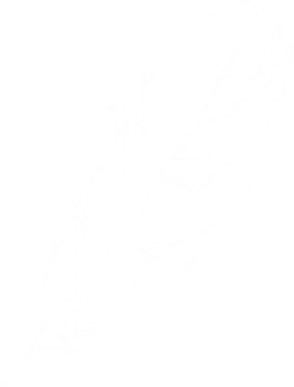 Feather Clipart Logo Image Download - White Feather On Transparent Background (600x789), Png Download