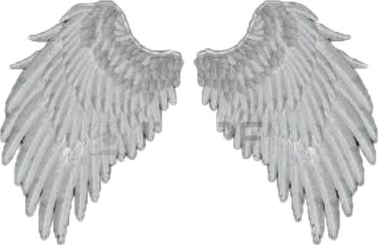 Stock Dove (740x480), Png Download