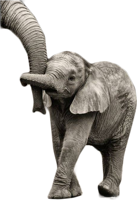 Cahorro Sentado Elefante Baby Em Png - Thank You Moving Animation Elephant (501x705), Png Download