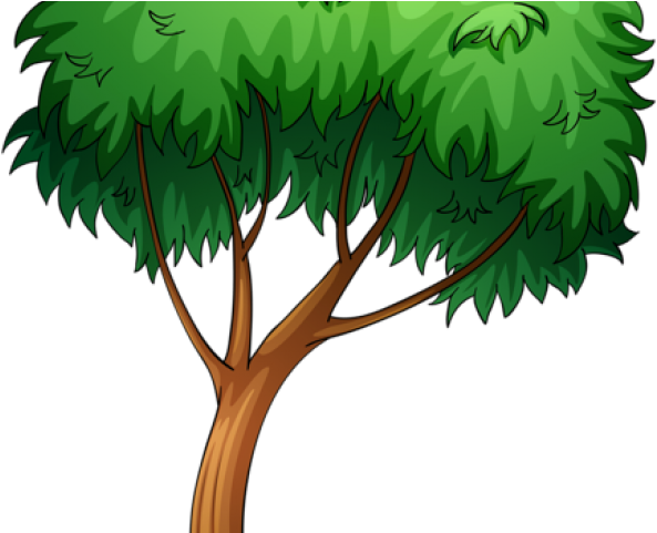 Tree Cartoon Png - ภาพ วาด การ์ตูน ต้นไม้ (640x480), Png Download