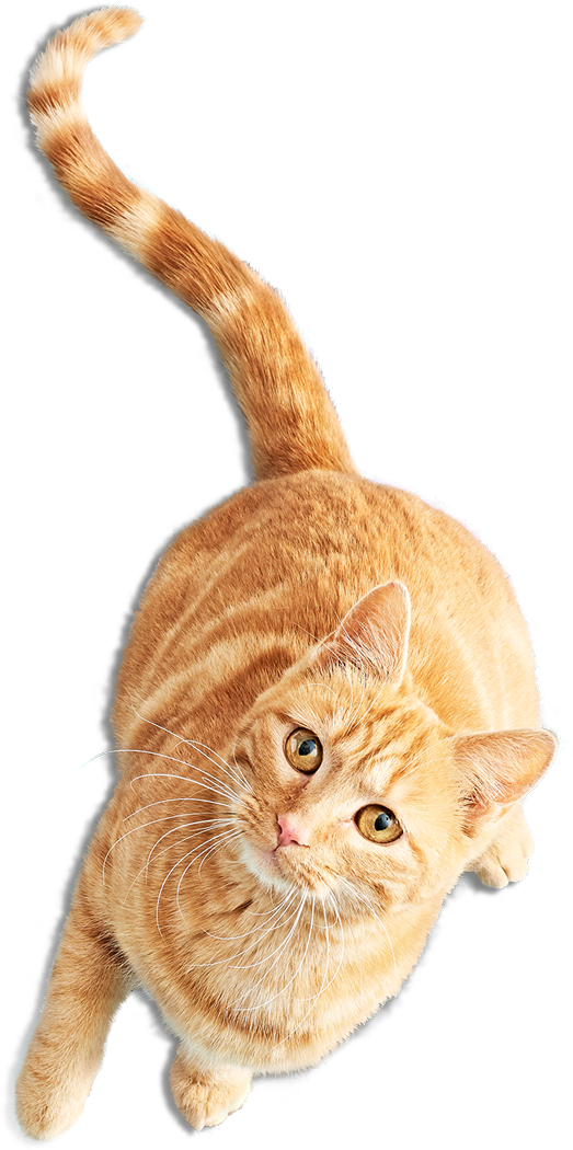 El Sitio Purrrfecto Para Los Amantes De Los Gatos - Gatos Png (600x1077), Png Download
