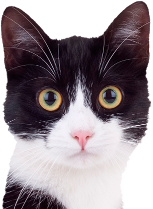 Previousnextplaystop - Cute Black And White Cats (960x423), Png Download