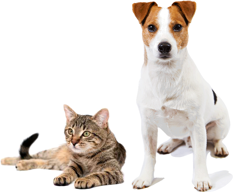 Composición - Poem English About Cat (1024x780), Png Download