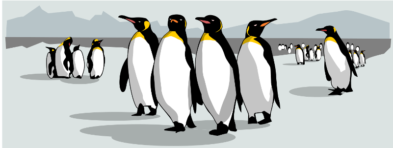 800 X 600 0 - King Penguin (800x600), Png Download