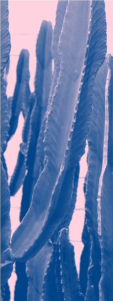 Cactus Art Door Mural Landscapes & Nature Eazywallz - Illustration (1000x1000), Png Download