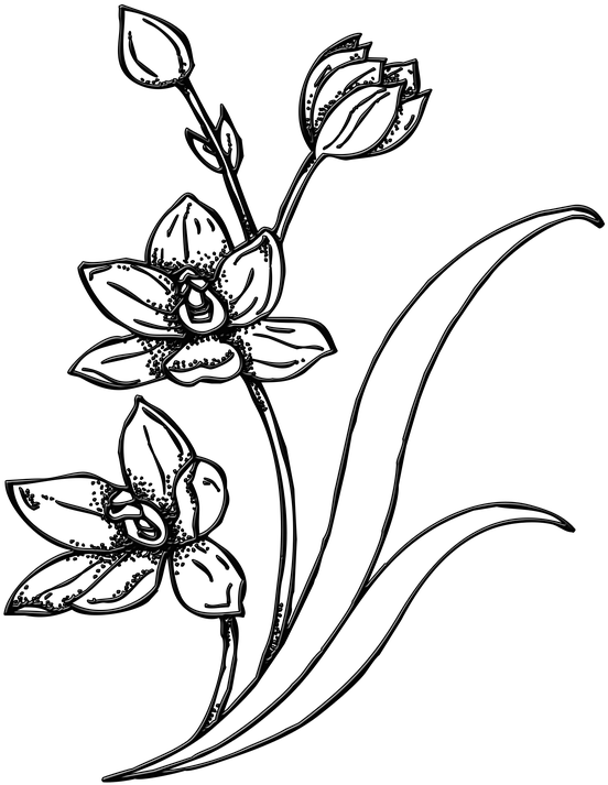Flowers Line Art 26, Buy Clip Art - Sketsa Gambar Bunga (552x713), Png Download