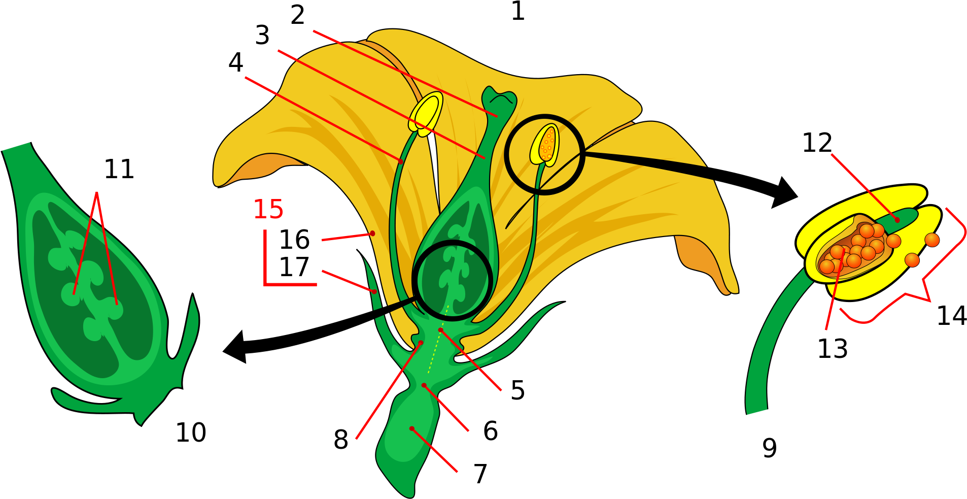 Open - Parts Of A Flower (2000x1072), Png Download