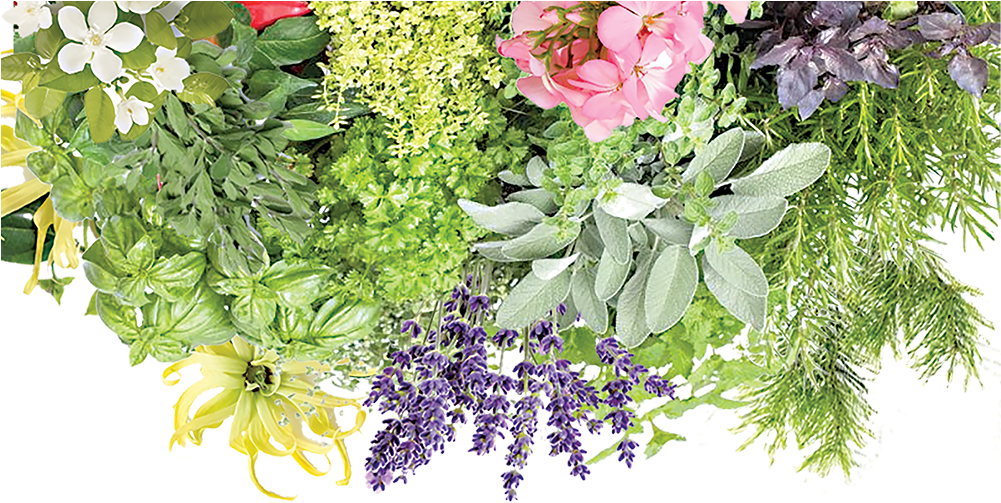 Abojut - Banner - Plants - Bouquet (1000x520), Png Download