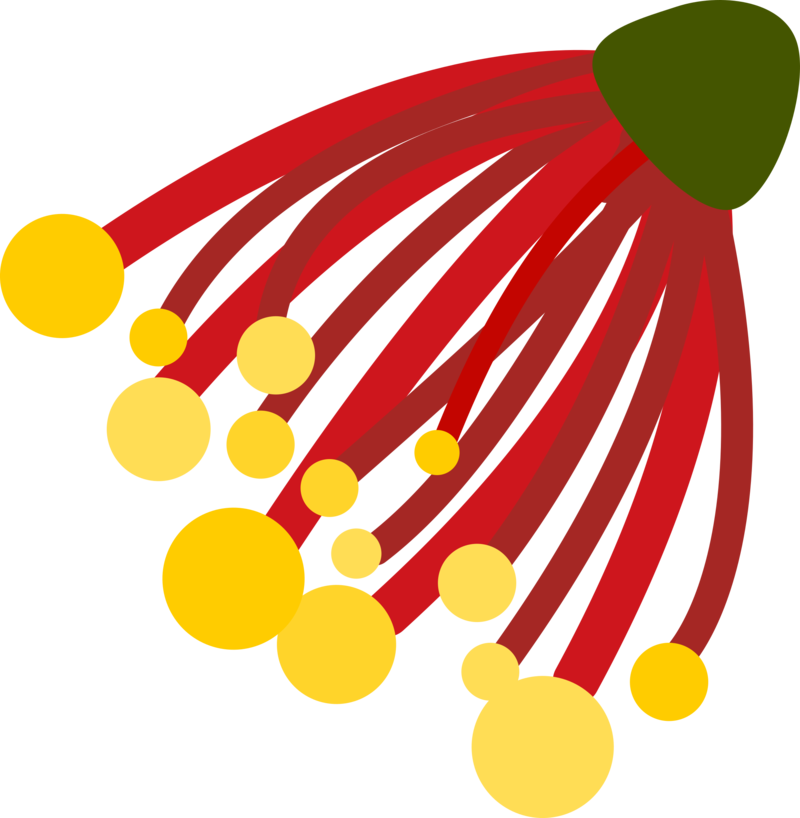 Pohutukawa Christmas Flower - Kiwi Christmas Clipart (800x818), Png Download