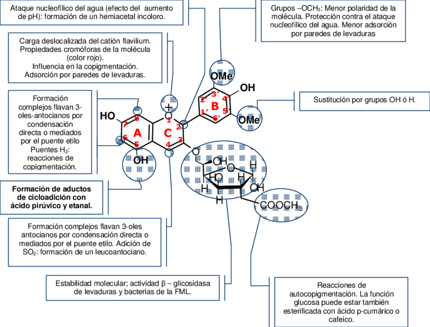 Influencia Estructural De La Malvidina 3 O - Diagram (850x646), Png Download