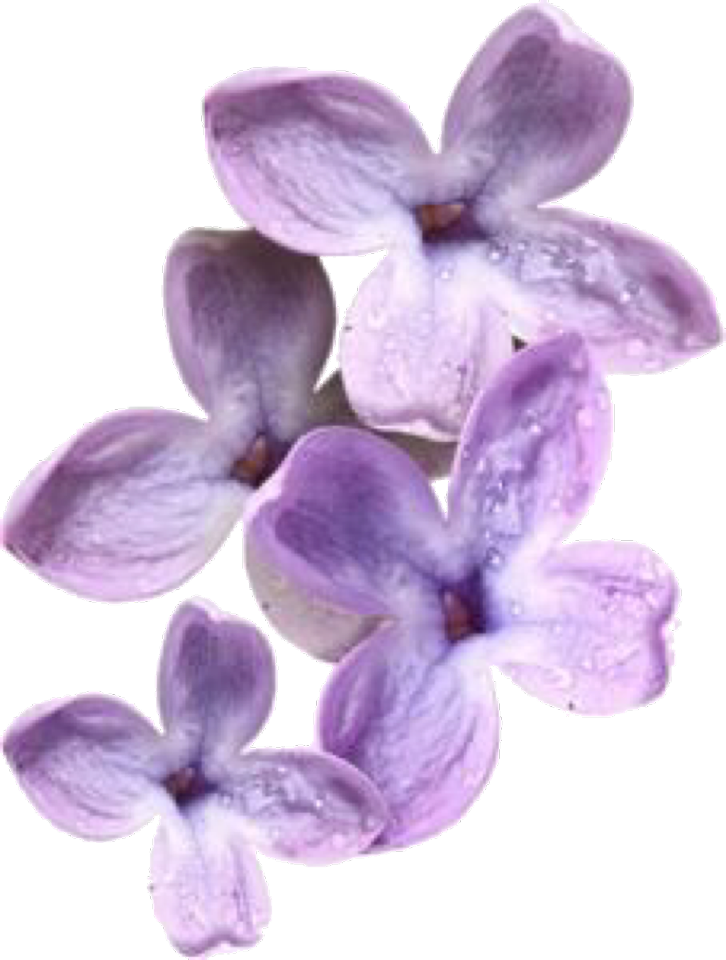 Lavender Sticker - Planta De Seda Png (1024x1354), Png Download
