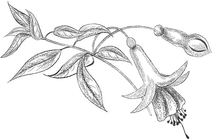 Pencil Png, Colouring, Coloring Books, Flower Patterns, - Line Art (744x497), Png Download