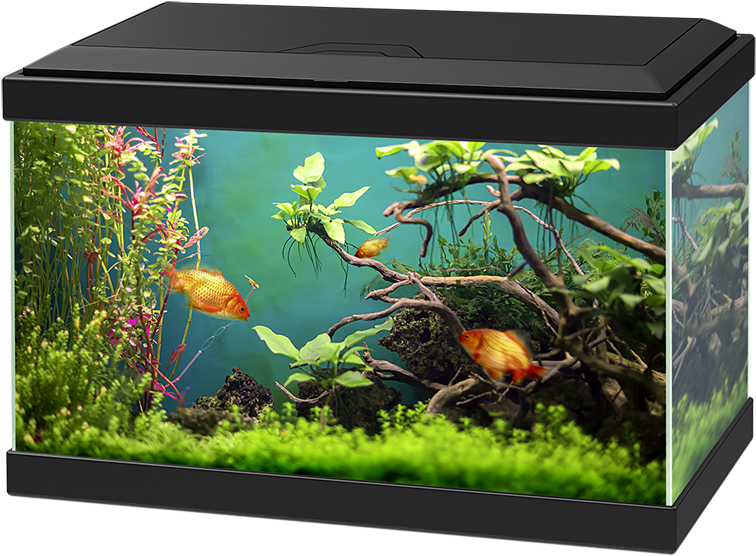 Aquarium Png (1050x700), Png Download