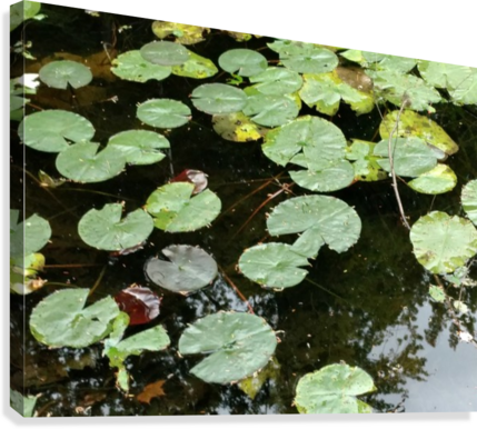 Lilly Pads Canvas Print - Sacred Lotus (429x386), Png Download