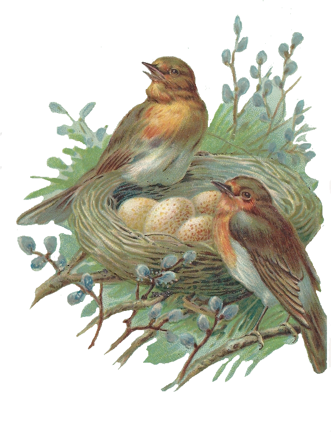 Nest Png Free Image - Png A Bird Nest (658x1000), Png Download