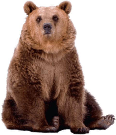 Free Png Bear Png Images Transparent - Grizzly Bear (480x557), Png Download